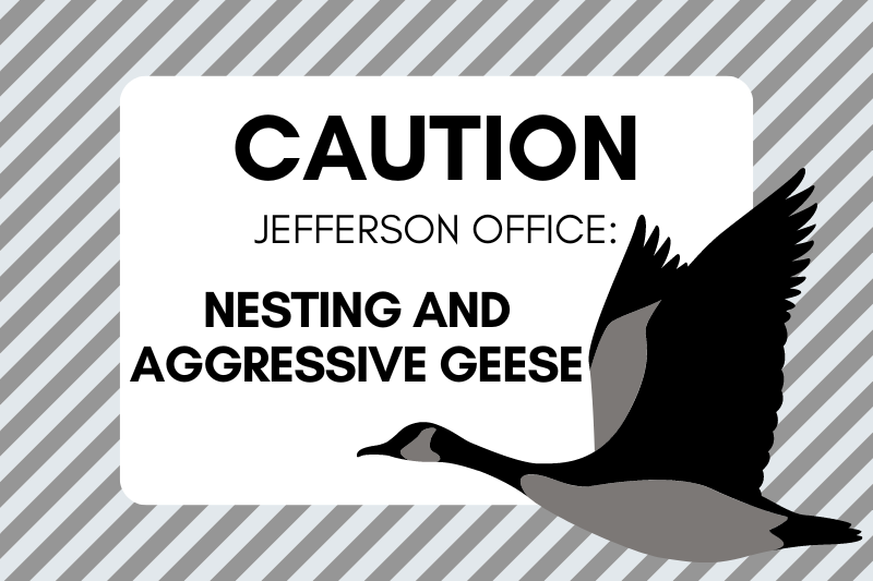 Caution Jefferson Office: Nesting and Aggressive Geese